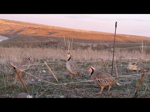 Видео: 9 декабря 2024 г.