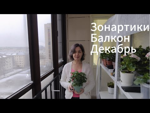 Видео: Зонартики. Балкон. Декабрь 23