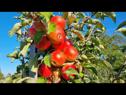 Видео: APPLE PINOVA / ЯБЛОНЯ ПИНОВА