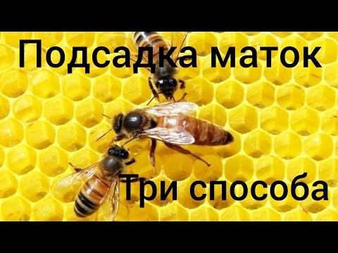 Видео: Три способа подсадки плодных маток. Смена породы пчёл. легко и просто.