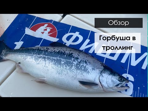 Видео: ПРОВЕРИЛИ ТОЧКУ ПОСЛЕ КАМБАЛЫ. Горбуша в троллинг в Приморье!