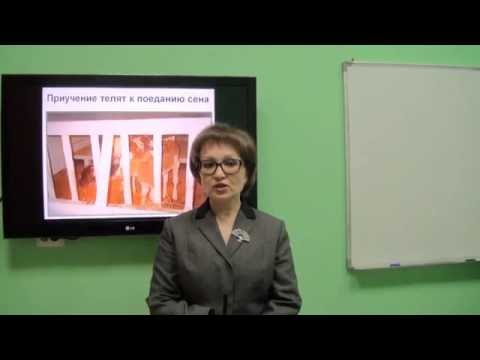 Видео: Козина Е.А. Кормление молодняка крупного рогатого скота