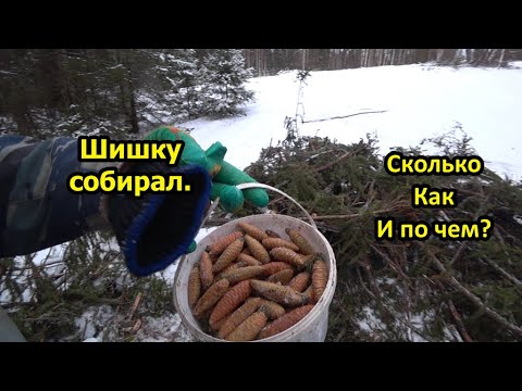 Видео: Сбор шишки еловой на семена. Выгодно или нет? Сколько я выручил с шишки за день.