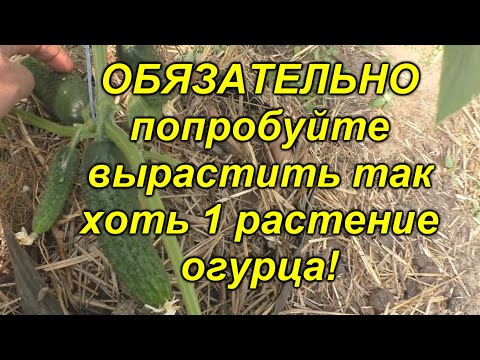 Видео: Огурцы будут самыми ранними - проверенный способ посадки!!!(попробуйте!)