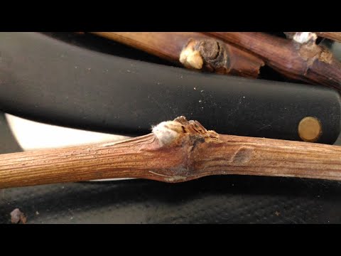 Видео: Как активизировать открытие почек на саженцах винограда. Мой способ "снятие рубашки".