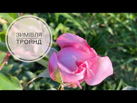 Видео: Зимівля троянд. Способи вкривання. Матеріали, які потрібні для вкривання.