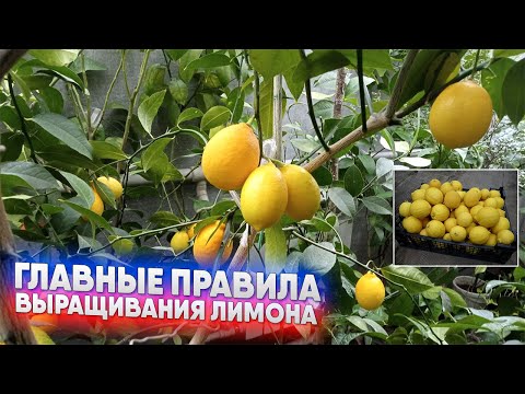 Видео: Главные правила выращивания лимона