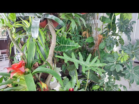 Видео: Зимний сад с прудом (1часть) Тюмень 4.02.24