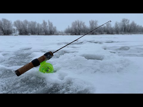 Видео: Только опустил блесну и сразу удар! Первый лёд на реке. Зимняя рыбалка 2024-2025