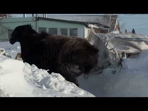 Видео: Баран производитель по кличке Каштан 15.01.2024г