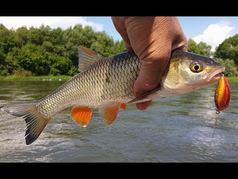 Видео: Ловля голавля на кренки. Верховья Оки.