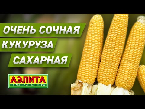 Видео: 🌽 ОЧЕНЬ СОЧНАЯ КУКУРУЗА САХАРНАЯ. Обзор сортов.