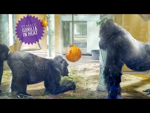 Видео: Возбужденная самка гориллы соблазняет серебряную спину. Семья Момотаро