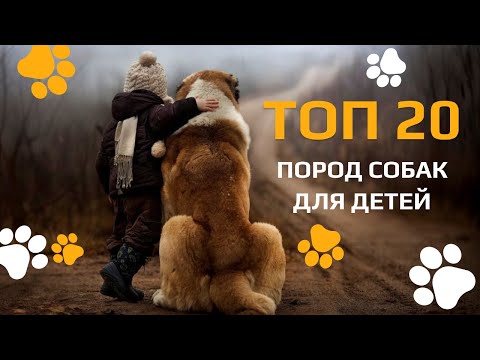 Видео: Топ-20 пород собак для детей