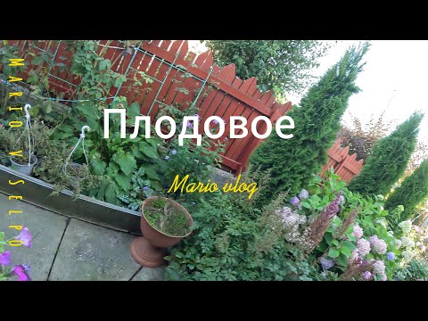 Видео: Плодовое