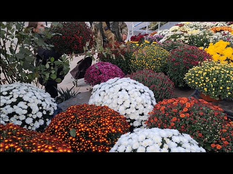 Видео: Привоз вихідного дня 🍅 Ціни ‼️Фрукти, овочі, свіжа риба, раки, рачки, квіти та саженці. Прогулянка💃