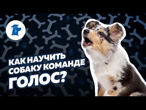 Видео: Kак научить собаку команде голос?