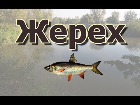 Видео: Русская Рыбалка 3.99 (Russian Fishing) Жерех на Деме