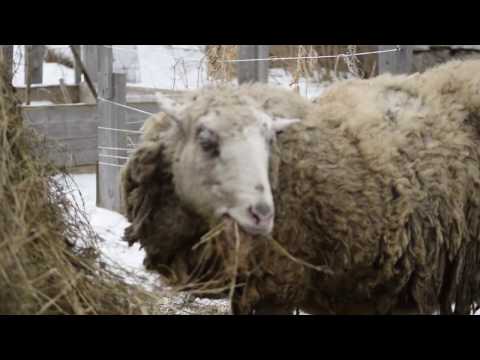 Видео: Про сено и овец // В деревню!