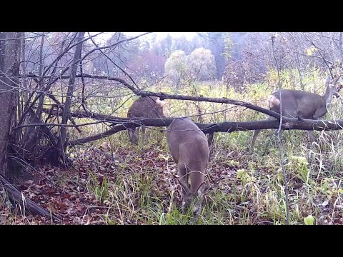 Видео: Затишний куточок 2025-10-15_2025-10-25