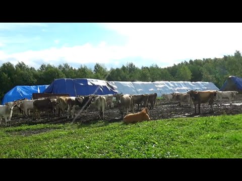 Видео: Чем укрыть сено в рулонах на зиму?/Прогулка с телятами и коровами.