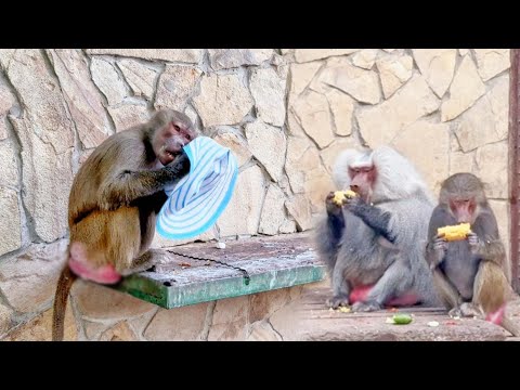 Видео: Лёд тронулся! Люся вспомнила о моде! Показала всем шляпу! Семейство гамадрилов отужинало кукурозой.