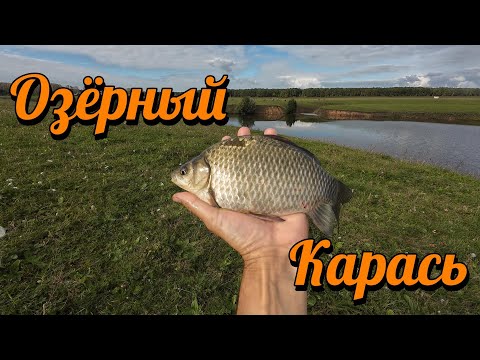 Видео: ОЗЁРНЫЙ КАРАСЬ. СЕЗОН 2025.