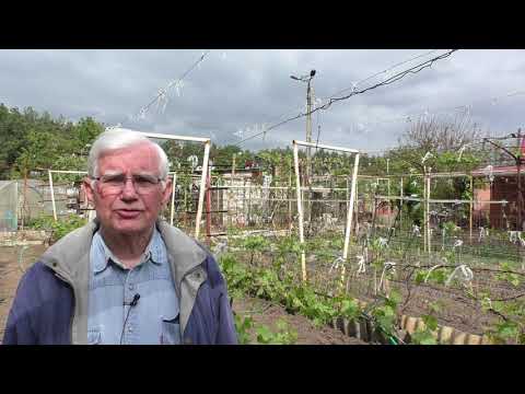 Видео: Черная Пятнистость (эскариоз) проявляется в начале июня