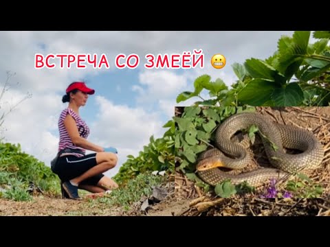 Видео: Сбор клубники 🍓 12 июня 2025г