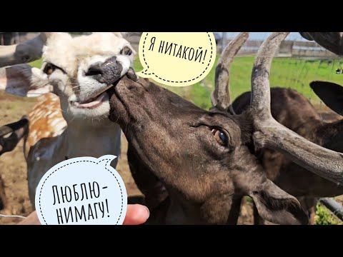 Видео: Обзор зверушек на соседней эко-ферме: ламы, олени, коровки, свиньи, бизоны и прочая милота