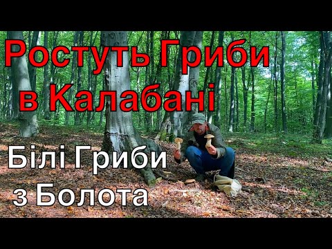 Видео: Неділя сьоме Вересня 2025 збираємо білі гриби в дуже сухому лісі…в цих місцях завжди є гриби 
