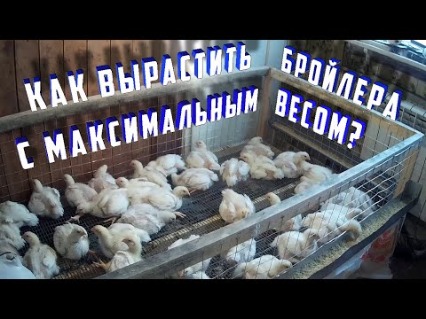 Видео: (ч.4)Выращивание бройлеров в домашних условиях. Вес бройлера в 20 дней.