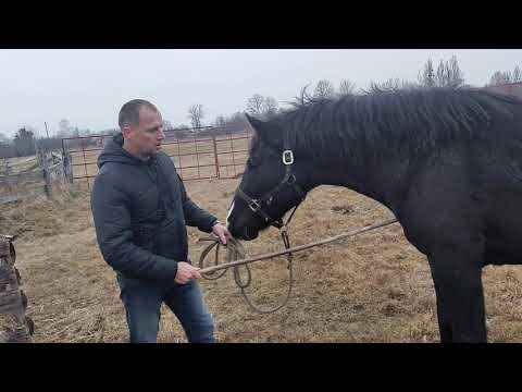 Видео: Если лошадь кусается, что делать? :) -Стать лидером!С помощью простых упражнений! Лидеров не кусают.