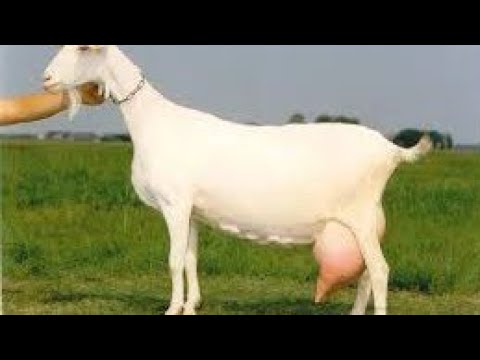 Видео: Ешкінің тұяғын дұрыс тазалау, кесу.|A goat's hoof is correct