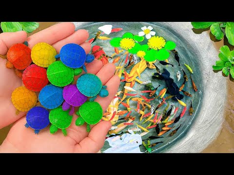 Видео: Ловля разноцветных черепах, гнездящихся на слайдах, раков, кои, сомов, гуппи, рыб-карабин и угрей