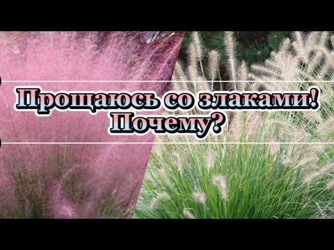 Видео: ПРОЩАЮСЬ С ДЕКОРАТИВНЫМИ ЗЛАКАМИ! С какими? Почему?