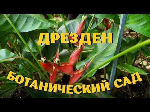 Видео: Германия. Ботанический сад Дрездена. 19 марта 2024.