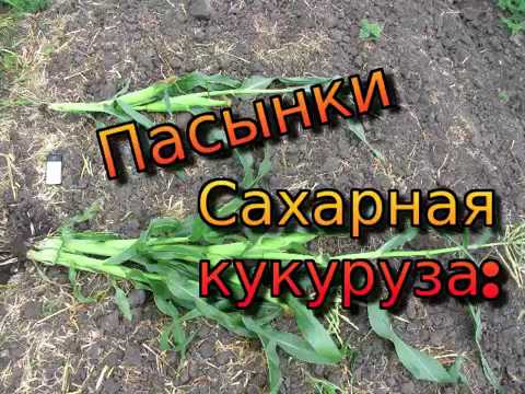 Видео: Сахарная кукуруза. Пасынки на сахарной кукурузе. Стоит ли удалять пасынки на сахарной кукурузе?