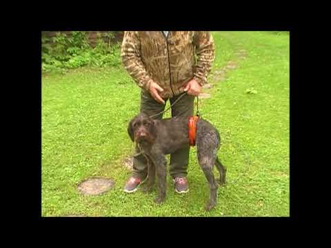 Видео: Работа с проблемной собакой. Часть 2.  Остановка собаки.