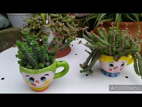 Видео: Крассула Марнье в Кружках( спустя 2 года) Crassula Marnieriana