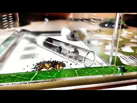 Видео: УРА!!! МОЯ ПЕРВАЯ МУРАВЬИНАЯ ФЕРМА!!!