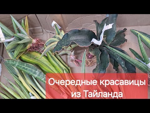 Видео: Обзор поступления Тайских сансевиерий. Часть 2. видео от 31.08.2024г.