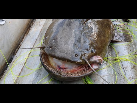 Видео: Поход на Амур за сазанами превратился в охоту за сомами! Сом 27,5 килограмма!