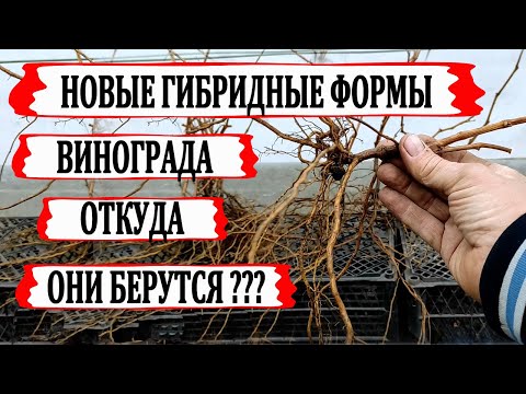 Видео: 🍇 Новые ГИБРИДНЫЕ ФОРМЫ ВИНОГРАДА! Как их получают из обычных семян винограда. Сеянцы из косточек.