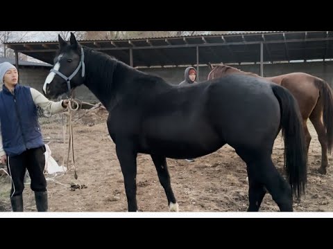 Видео: БООЗ БЭЭЛЕР ЧЫКТЫ 👍ЖАКЫНДА ТУУТ БАШТАЛАТ