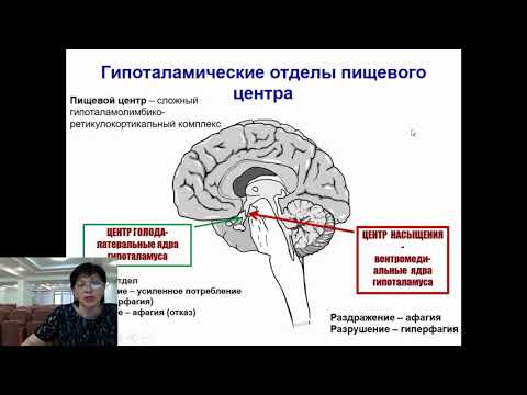 Видео: Физиология пищеварения