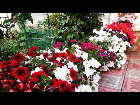 Видео: ЧЕРЕНКУЕМ ПЕТУНИИ ЧТОБЫ СОХРАНИТЬ ДО СЛЕДУЮЩЕГО СЕЗОНА. МОЙ МЕТОД ЧЕРЕНКОВАНИИ ПЕТУНИИ.