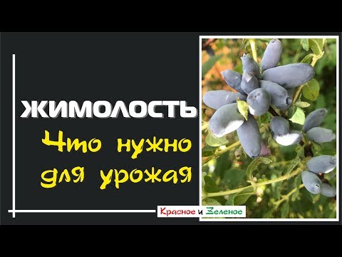 Видео: Жимолость. Что нужно для щедрого урожая.