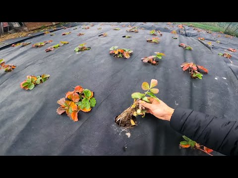 Видео: Як приживається Полуниця посаджена в Жовтні(огляд коріння)
