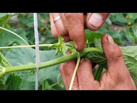 Видео: ФОРМИРОВАНИЕ тепличного ОГУРЦА